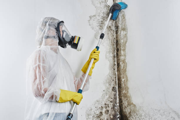 Mold Documentation for Insurance Claims in Massillon, OH